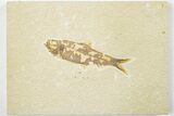 3.9" Detailed Fossil Fish (Knightia) - Wyoming - #201492-1